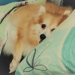 mingmaru