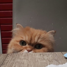 mylo13