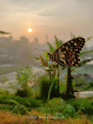 syameela