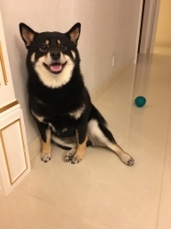 yukialpha